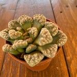 Titanopsis calcareaList