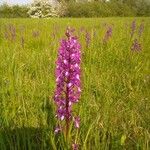 Anacamptis laxiflora 花