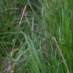 Carex punctata Beste bat