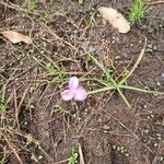 Murdannia graminea Flower
