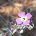 Marcus-kochia littorea Flower