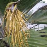 Pritchardia thurstonii Blomst