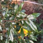Diospyros whyteana Hoja