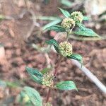 Euphorbia hirta Blomma
