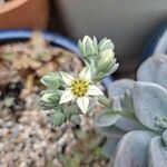 Graptopetalum paraguayenseBlomst