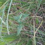 Solanum carolinenseLeaf