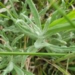 Helichrysum odoratissimum Lehti