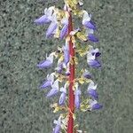 Plectranthus scutellarioides फूल