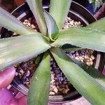 Agave demeesterianaBlatt