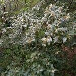 Osmanthus × burkwoodii Hábitos