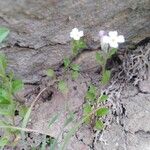 Malcolmia maritima ഇല
