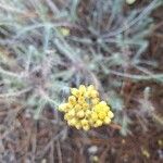 Helichrysum saxatile Кветка