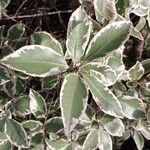 Pittosporum tenuifolium Leaf