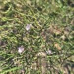 Limonium bellidifolium Flower