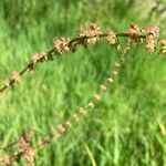 Rumex brownii ফুল