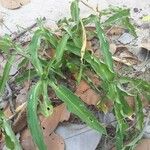 Commelina latifolia Hábito