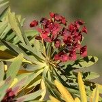 Euphorbia atropurpurea പുഷ്പം