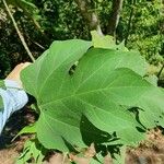 Montanoa hibiscifoliaLeaf