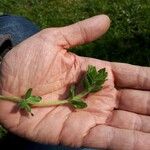 Cruciata pedemontana Leaf