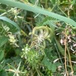 Astragalus hamosus Flors
