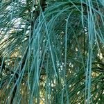 Pinus sabiniana Ліст