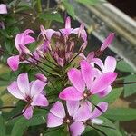 Cleome houtteana Flor