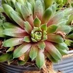 Sempervivum montanum List