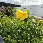 Allamanda cathartica Žiedas