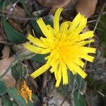 Hieracium glaucinum Flor