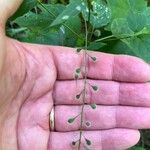 Circaea canadensis Fruit