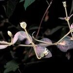 Congea tomentosa Corteza