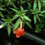 Achimenes heterophylla Floare