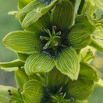 Veratrum lobelianum फूल