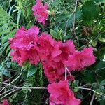 Rhododendron simsii Cvet
