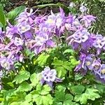 Aquilegia coerulea Квітка