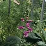 Digitalis thapsiFleur