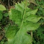 Lactuca macrophylla Feuille