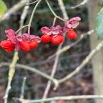 Euonymus europaeus ᱡᱚ