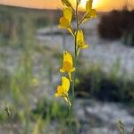 Linaria spartea Virág