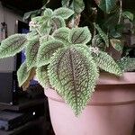 Pilea involucrata Ліст