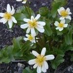 Caltha leptosepala Habitat