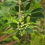 Ilex coriacea Цветок