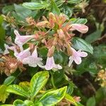 Abelia × grandiflora Blomst