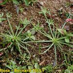 Littorella uniflora Celota