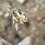Serratula tinctoria Fruchs