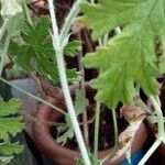 Pelargonium graveolens 樹皮