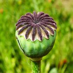 Papaver orientale Φρούτο