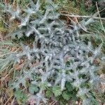 Cirsium vulgare Bark