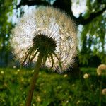 Taraxacum rubicundum Mbuma