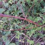 Rubus bertramii Blad